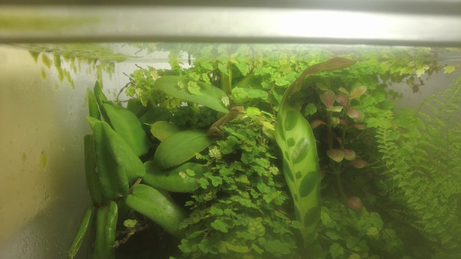 Mourning Gecko sau Lepidodactylus lugubris în terariu.