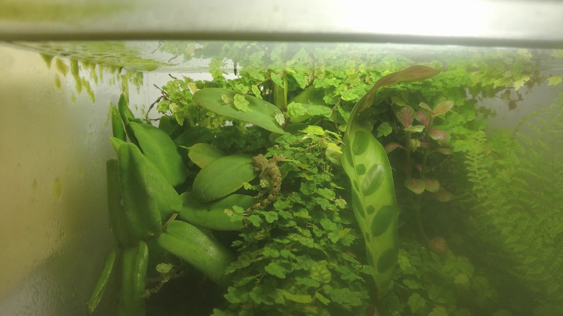 Mourning Gecko sau Lepidodactylus lugubris în terariu.