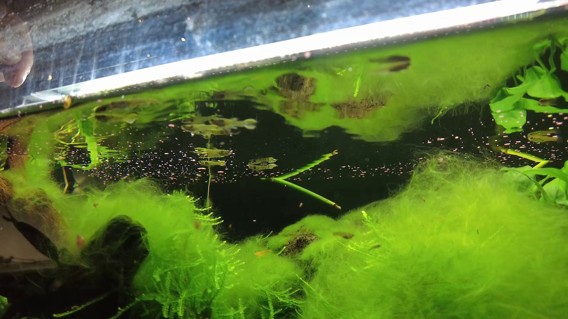 Peștii Tiger Endler crescuți de Vlad Rotaru în acvariul său.