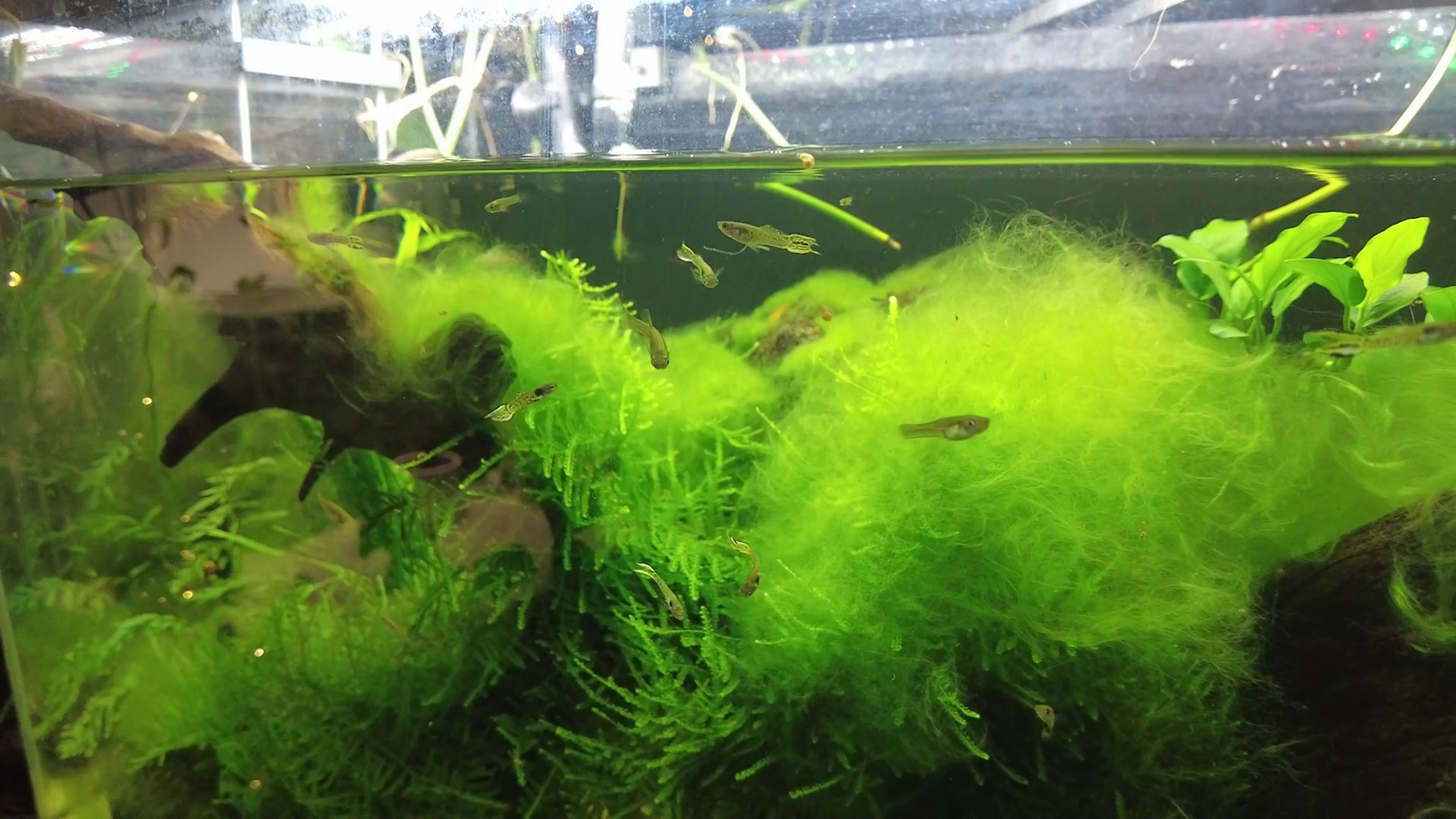 Peștii Tiger Endler crescuți de Vlad Rotaru în acvariul său.