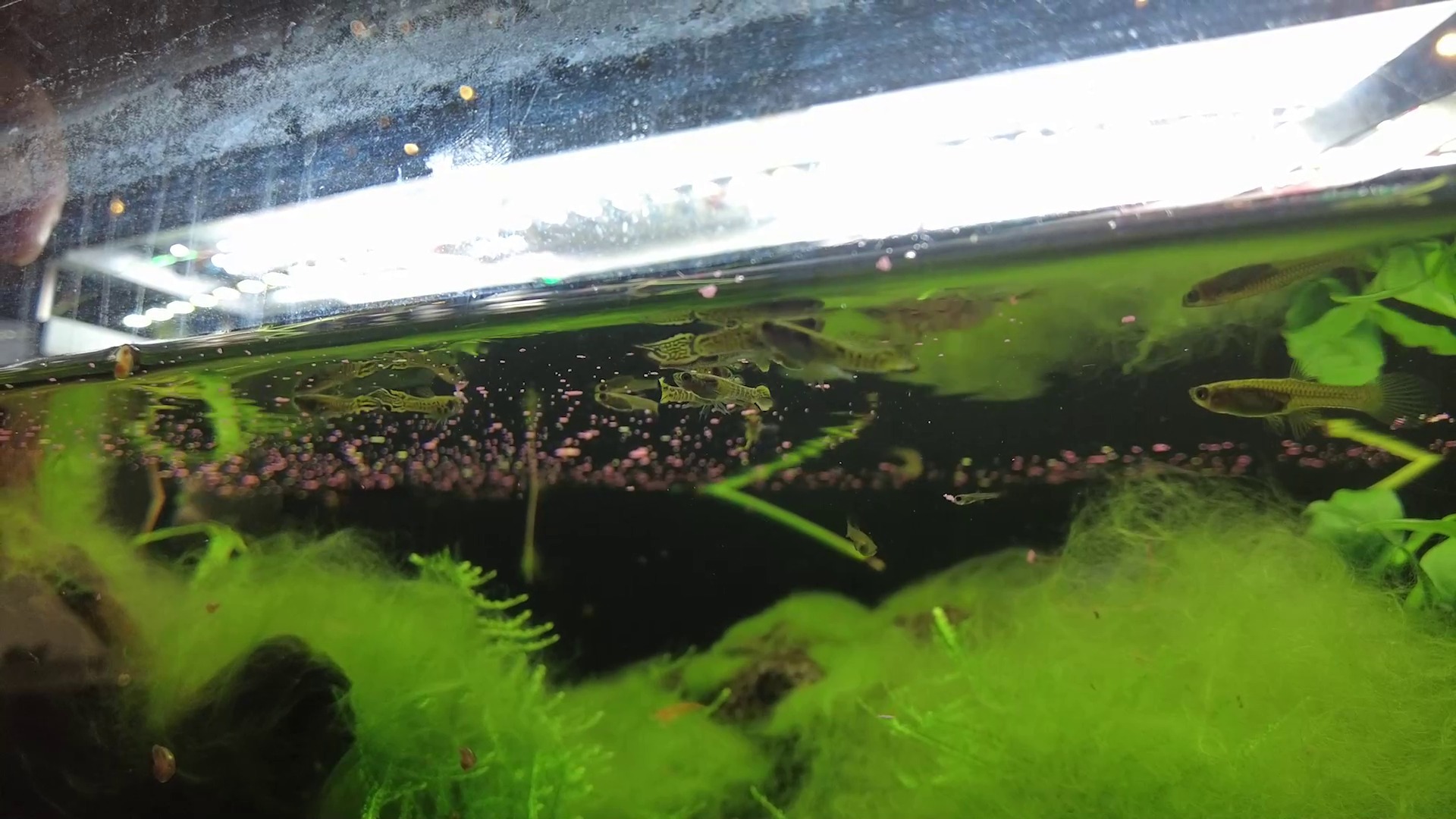 Peștii Tiger Endler crescuți de Vlad Rotaru în acvariul său.