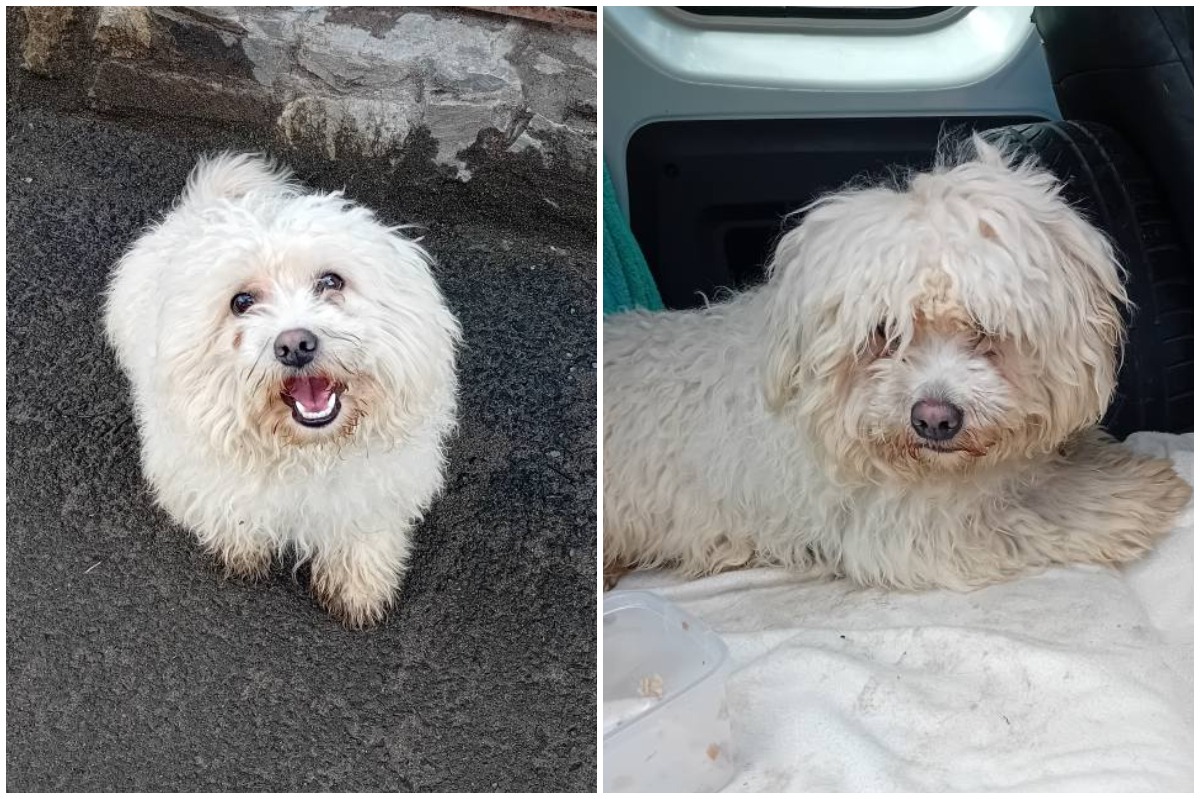 Colaj cu cățelul Piki, mic și alb