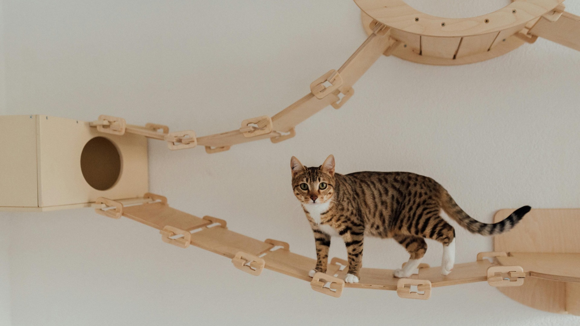 O pisică stă pe scărița unui ansamblu de joacă.