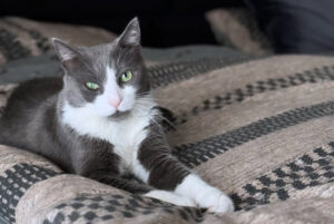 Pisica Barbie, alb cu gri