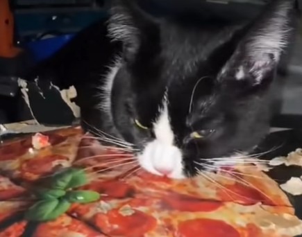 O pisică mușcă dintr-o cutie de pizza.