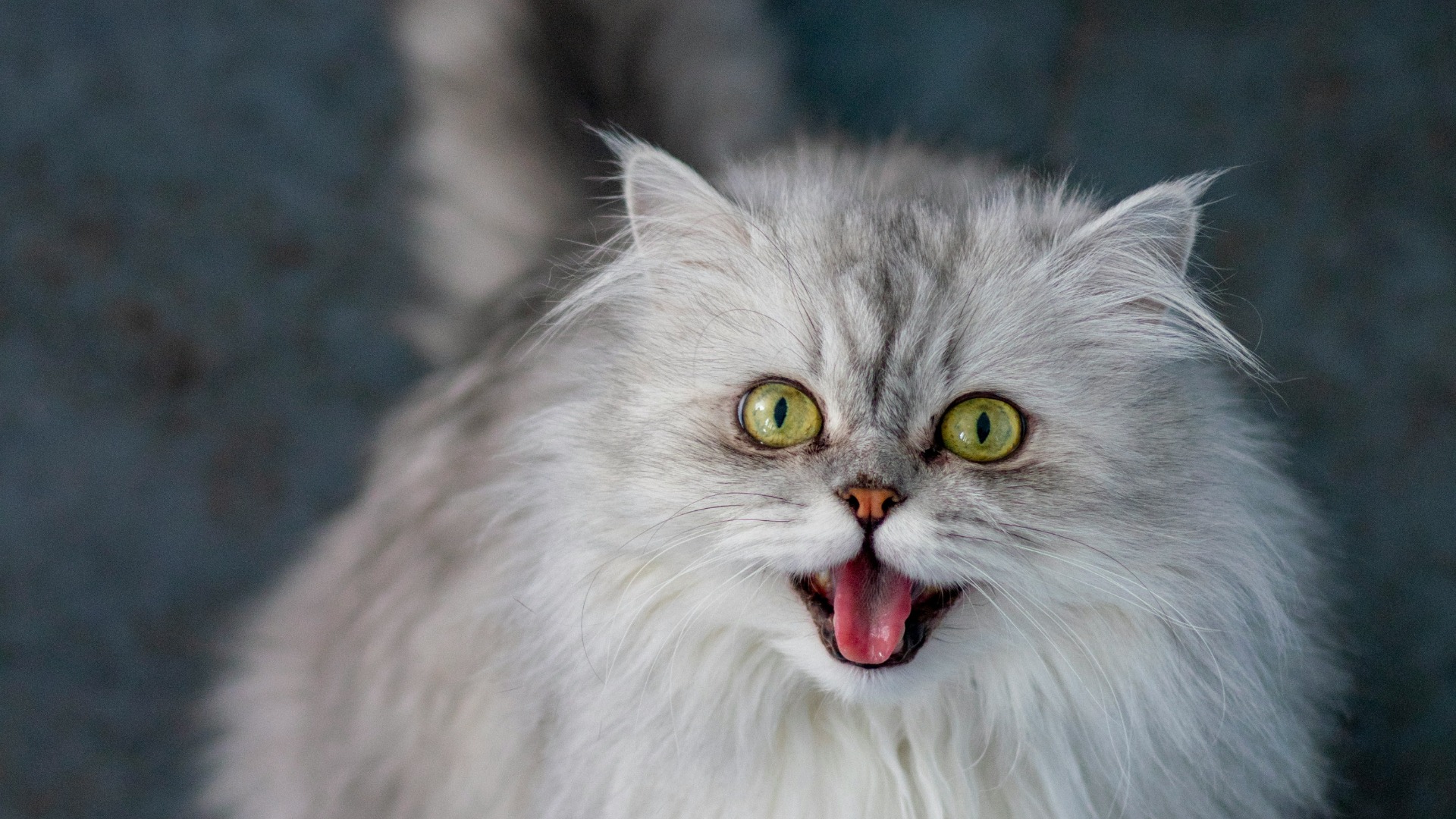 O pisică pufoasă este fotografiată în timp ce scoate limba.