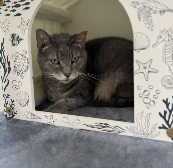 Pisica Lala, care a fost abandonată în fața unui adăpost de animale din Florida.