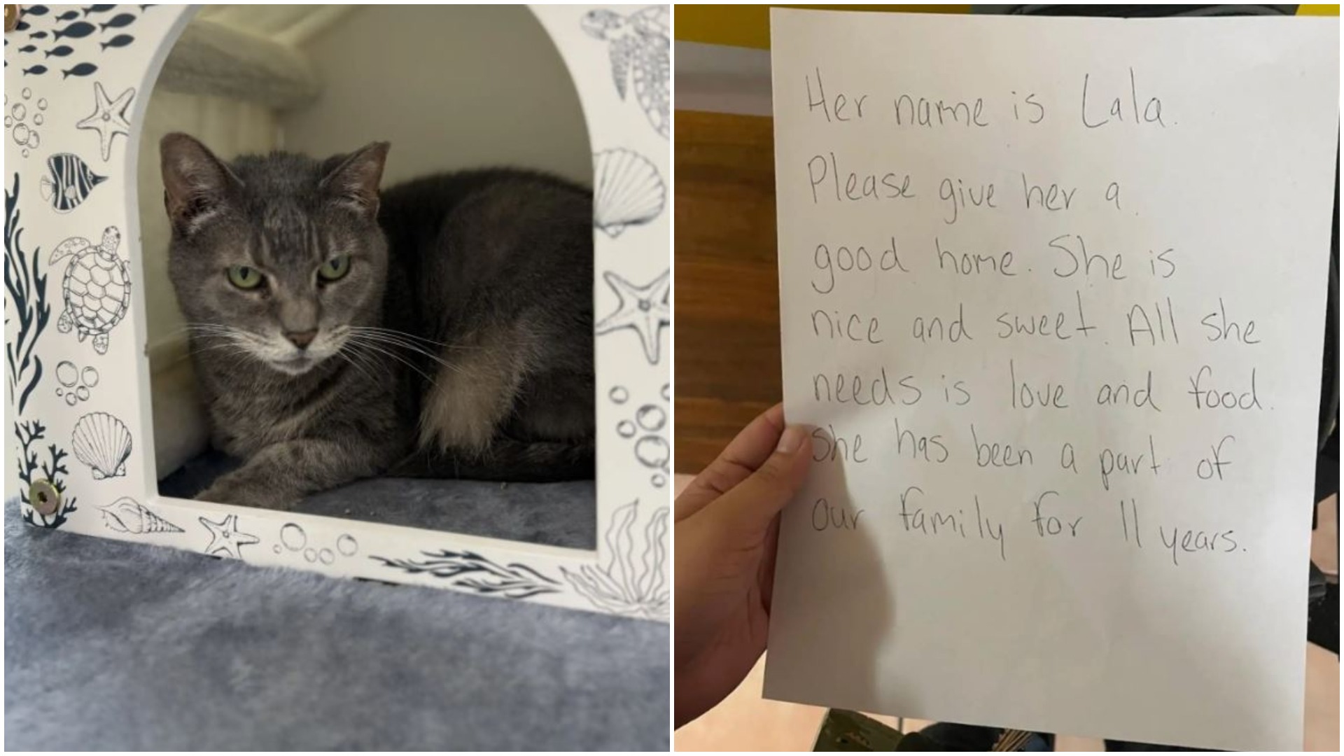 O pisică în vârstă de 12 ani și-a găsit familia adoptivă după aproape 2 ani de locuit într-un adăpost de animale. A fost abandonată în fața centrului: „Vă rog, oferiți-i un cămin bun” - scria pe biletul agățat de cușca ei.