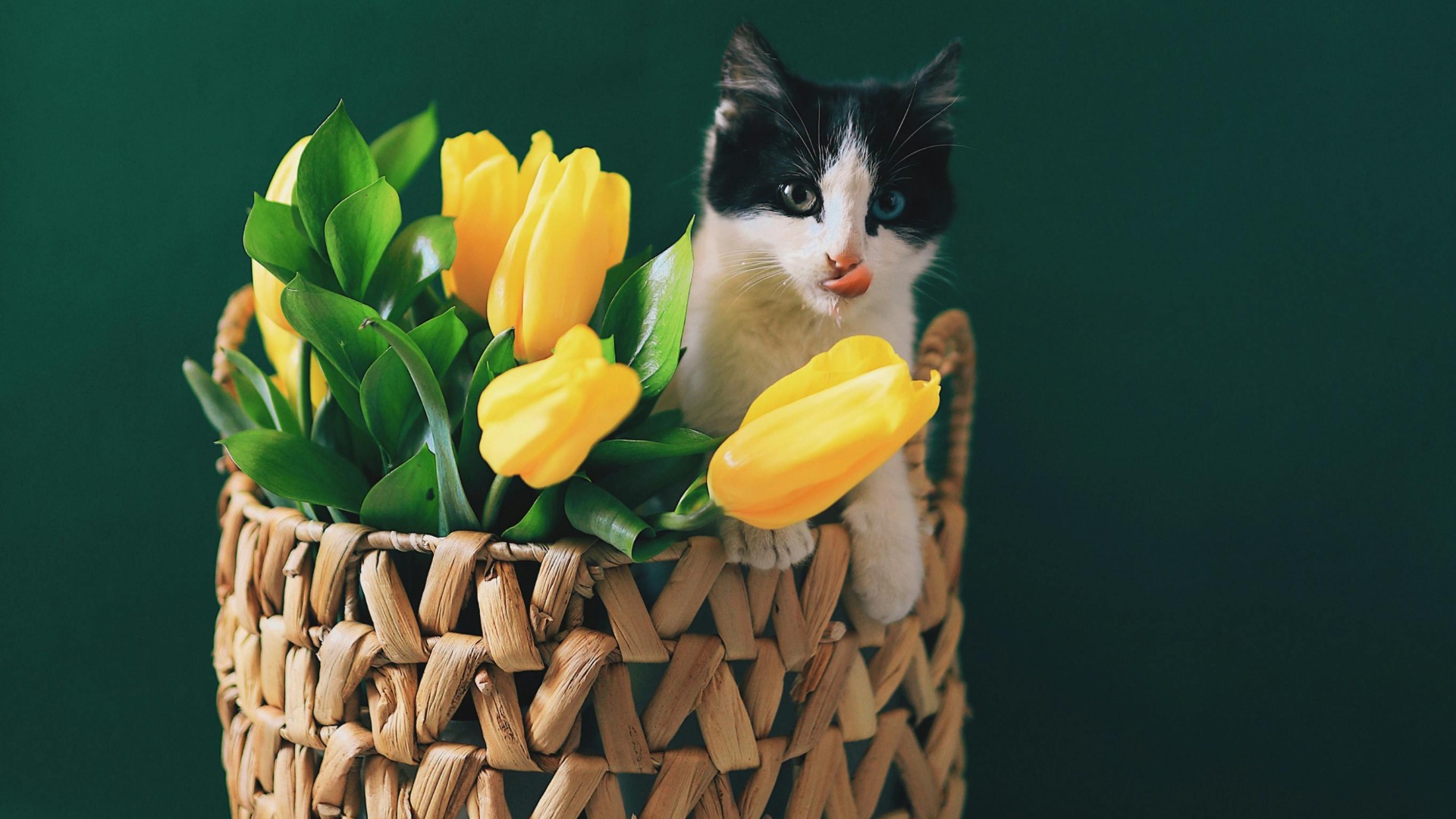 Pisică în coș cu lalele.