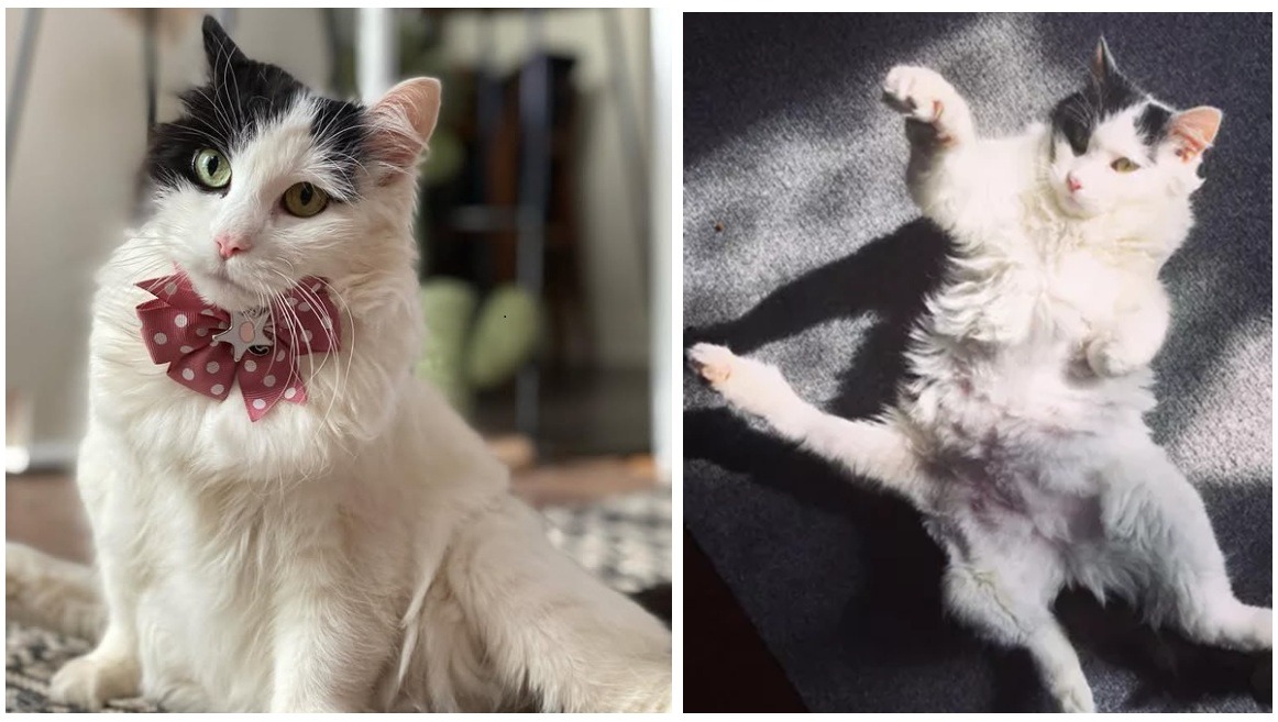 o pisica alba cu cinci picioare