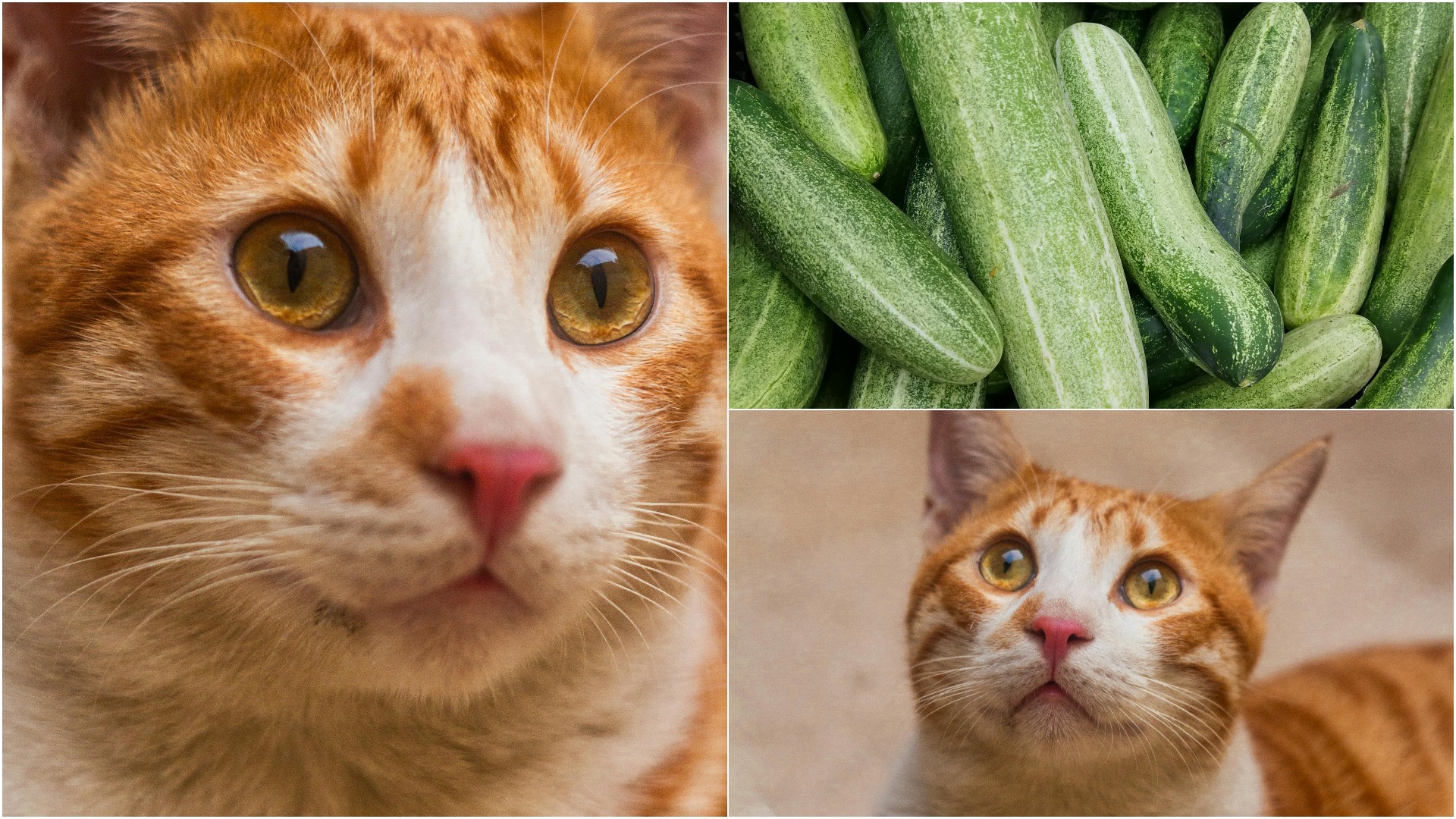 Colaj foto cu o pisică portocalie și cu castraveți.