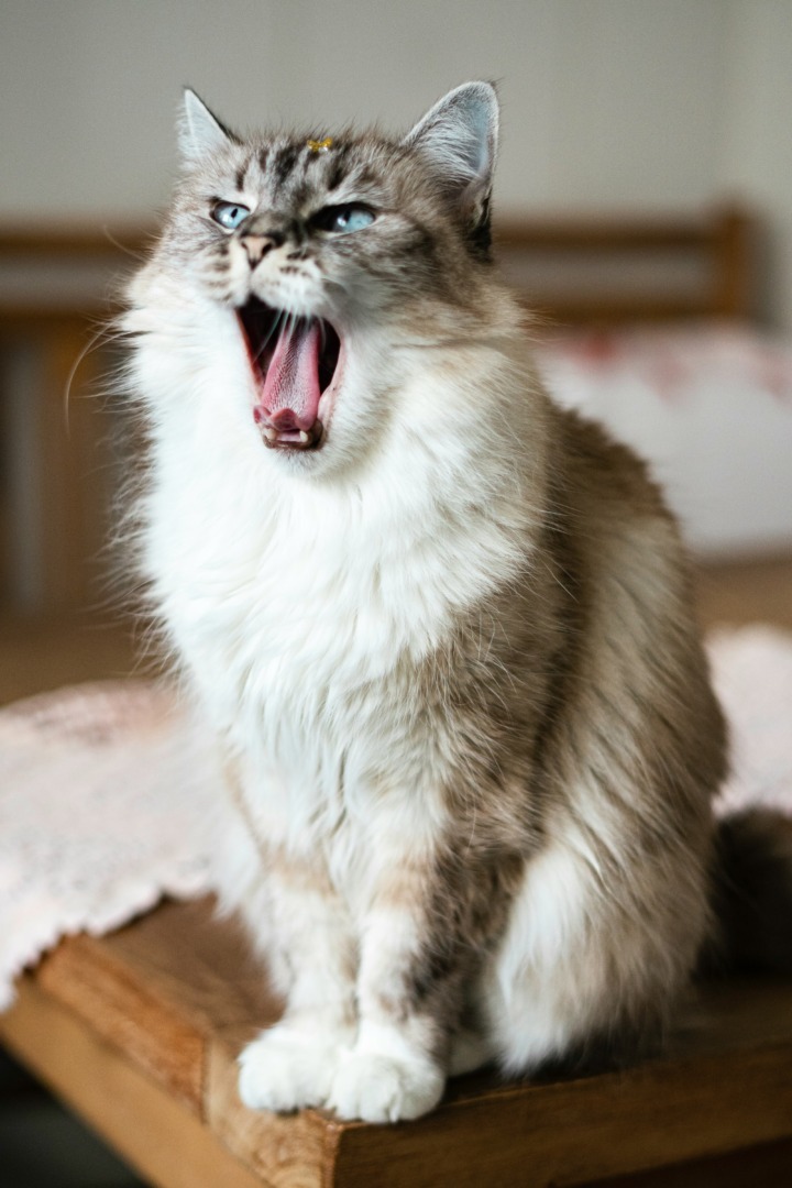 O pisică pufoasă cască atunci când este fotografiată.