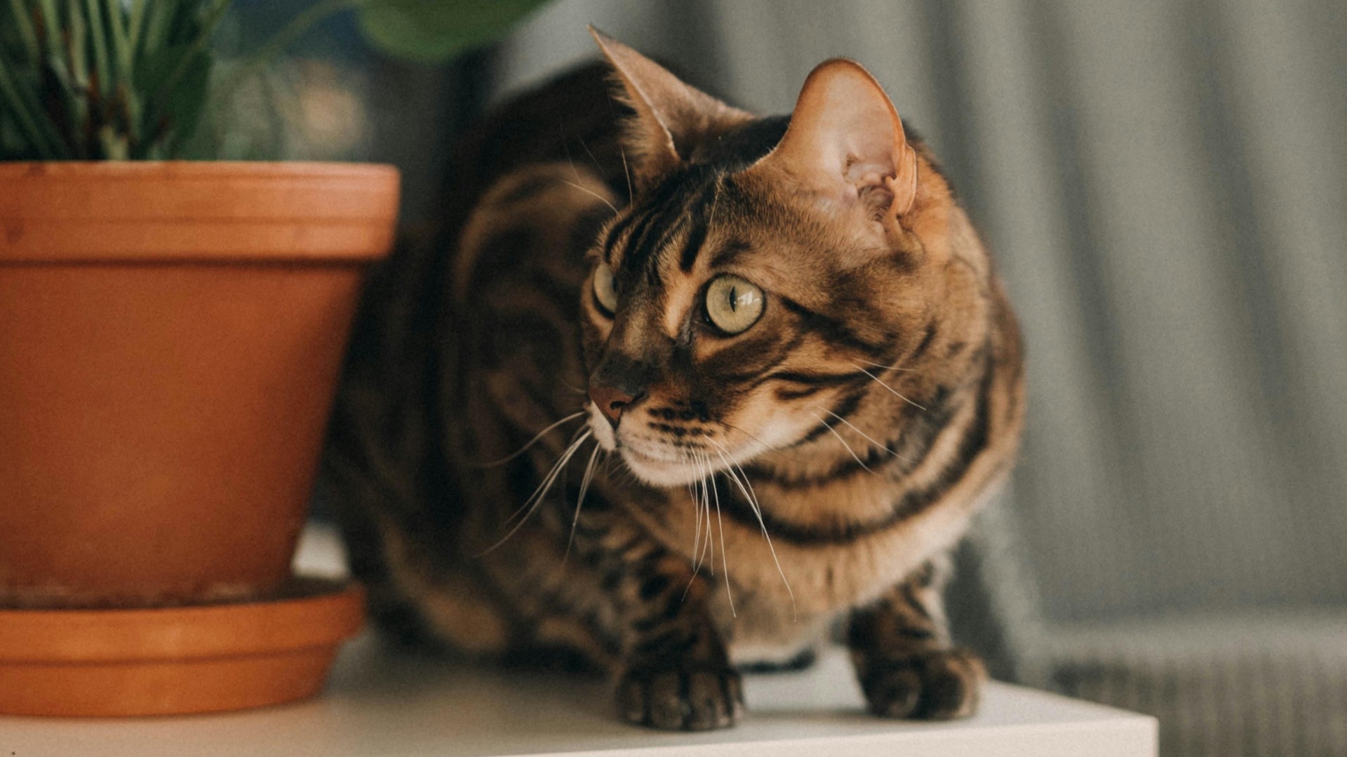 Pisică din rasa Chausie mixată cu Bengal.