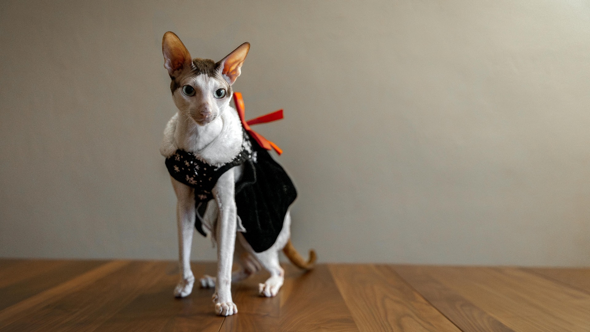 Pisică din rasa Cornish rex.