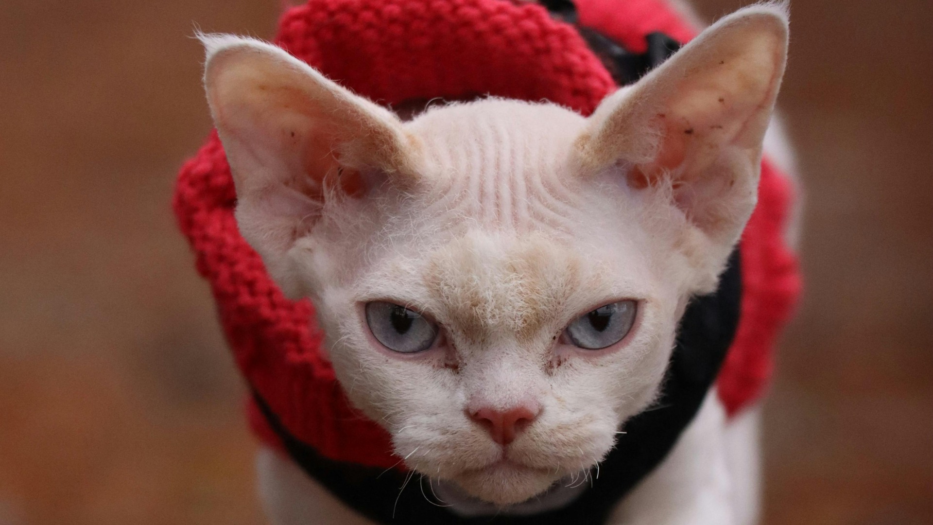 Pisică din rasa Devon rex.