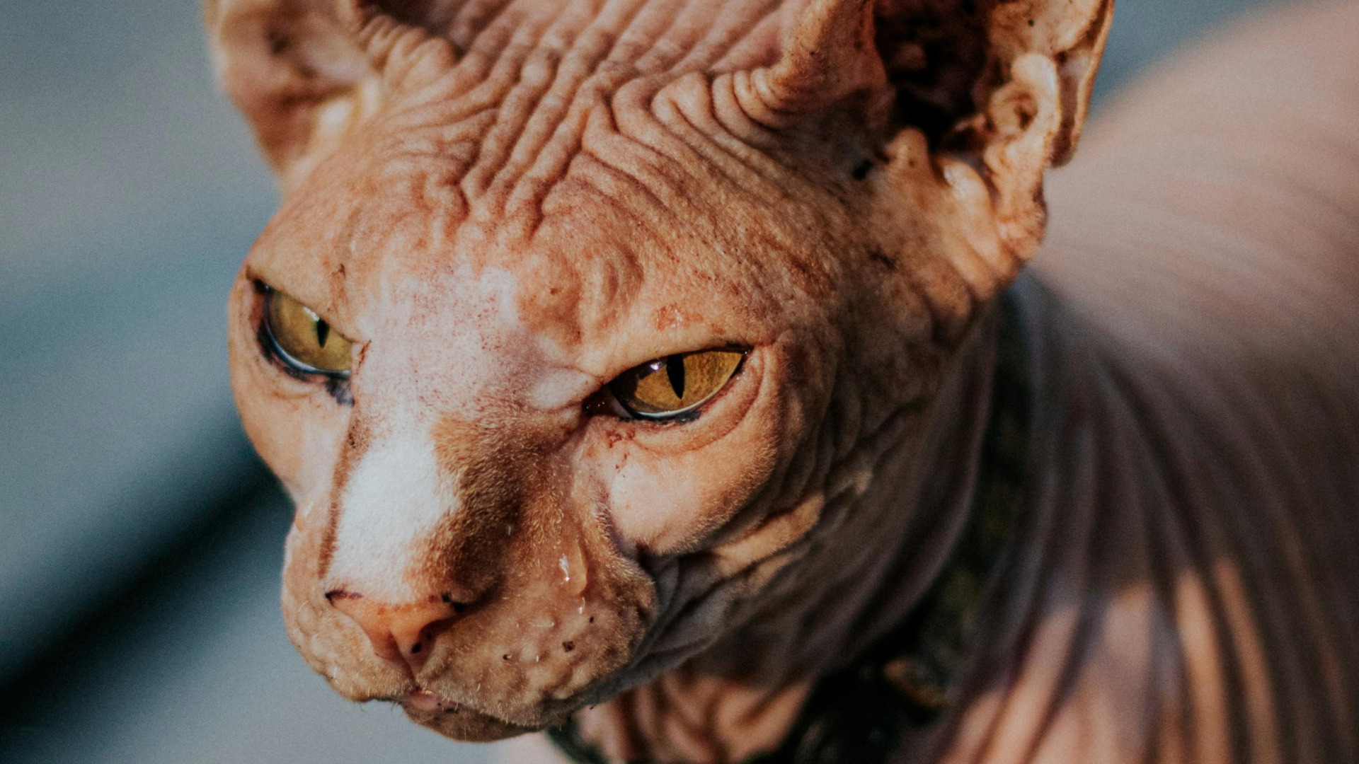 Pisică din rasa Donskoy.