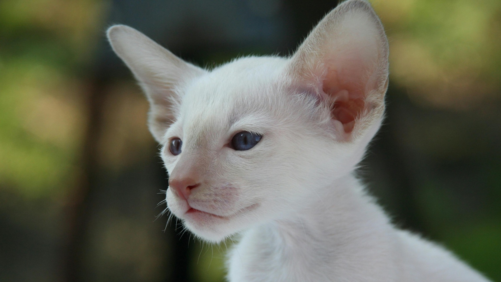 Pisică din rasa Oriental shorthair.