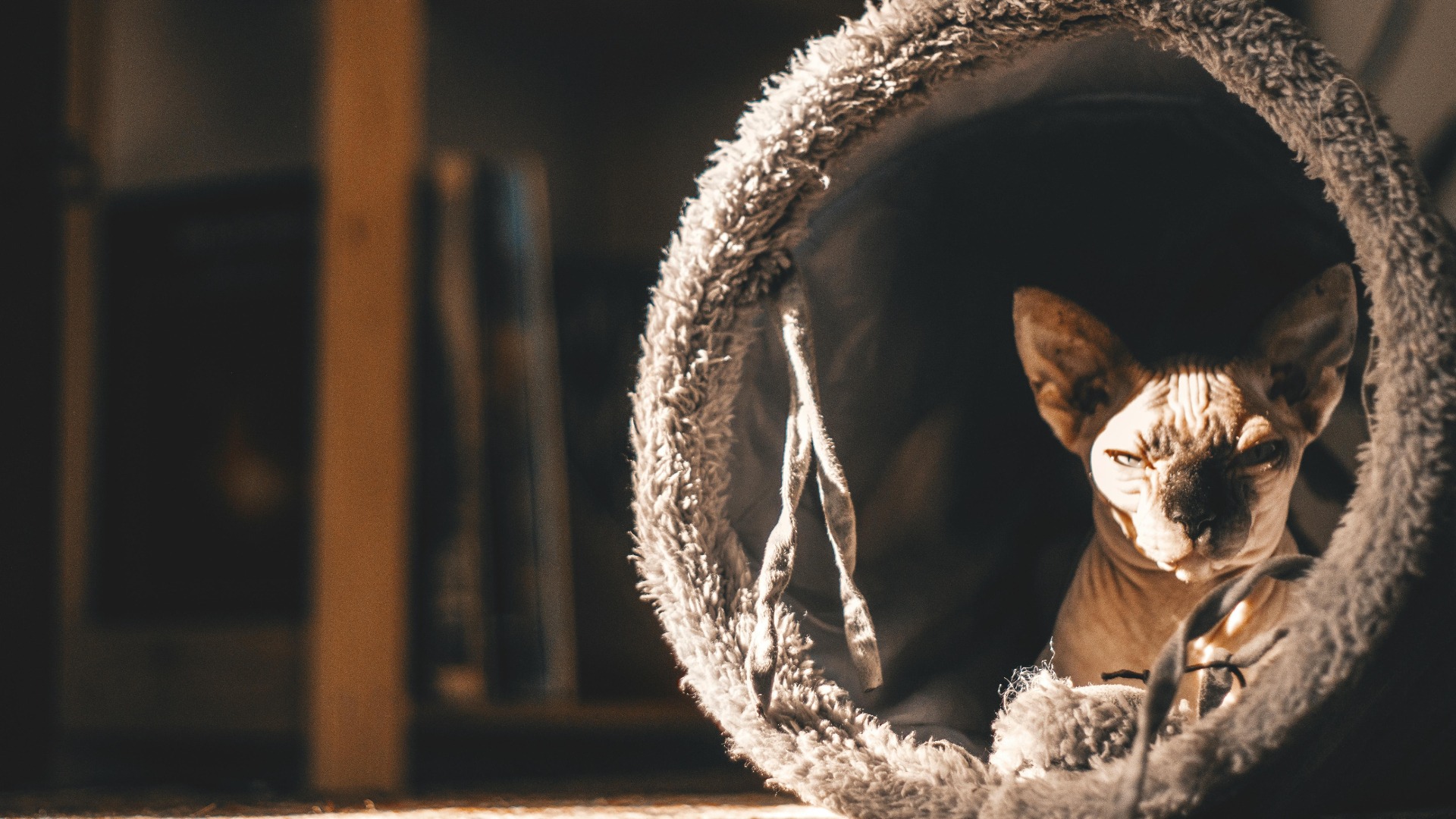 Pisică din rasa Sphynx.