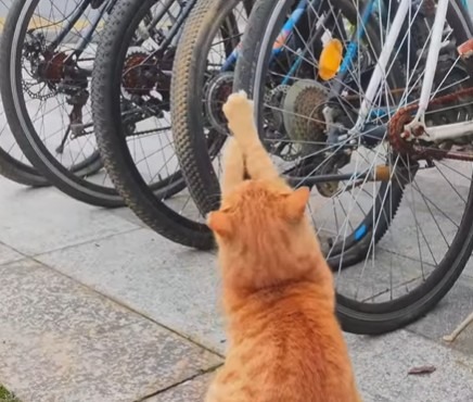 O pisică portocalie își ascute ghearele pe roata unei biciclete.