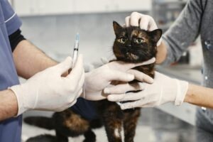 O pisică se află la veterinar, este ținută de proprietar în timp ce medicul se pregătește să-i administreze un tratament.
