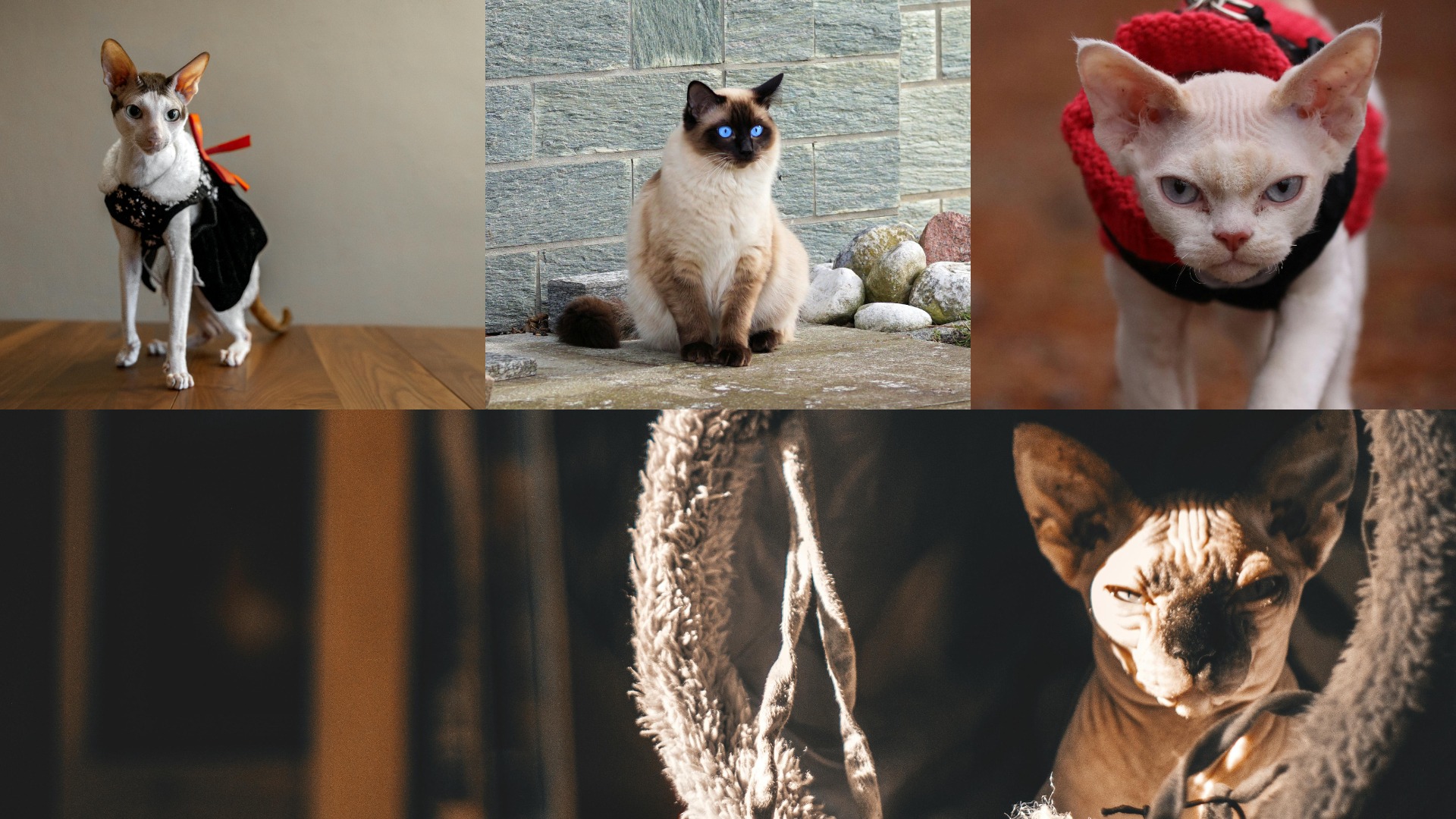 Colaja foto cu pisici domestice cu gene de feline sălbatice.