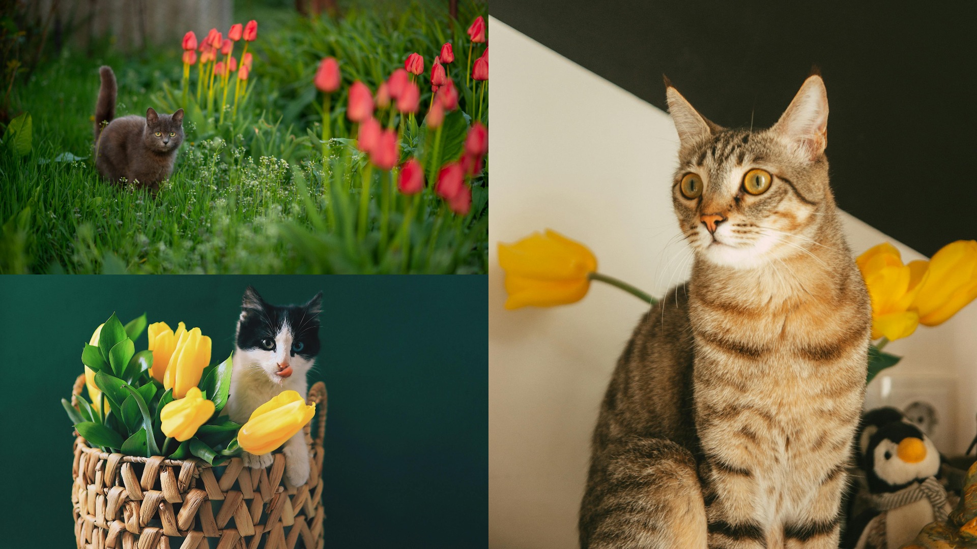 Colaj foto cu pisici și lalele.
