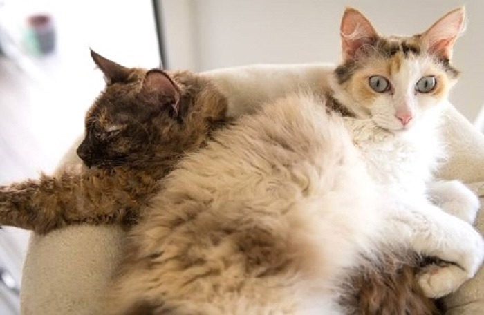 doua pisici din rasa laperm