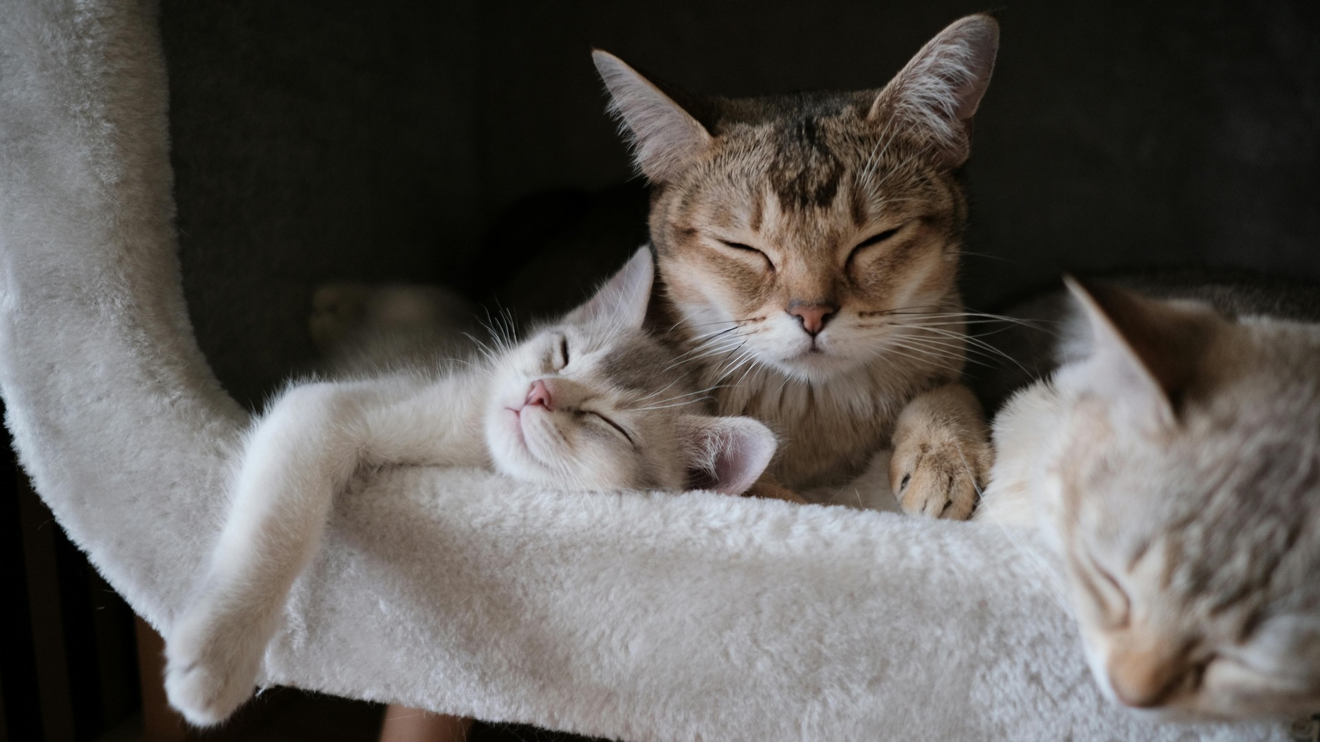 Pisici care dorm în coșuleț.