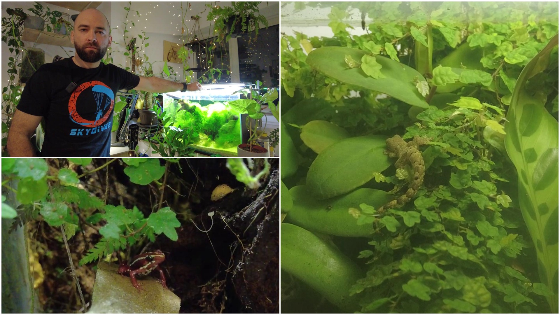 Colaj foto cu poesorul animalelor de companie exotice.