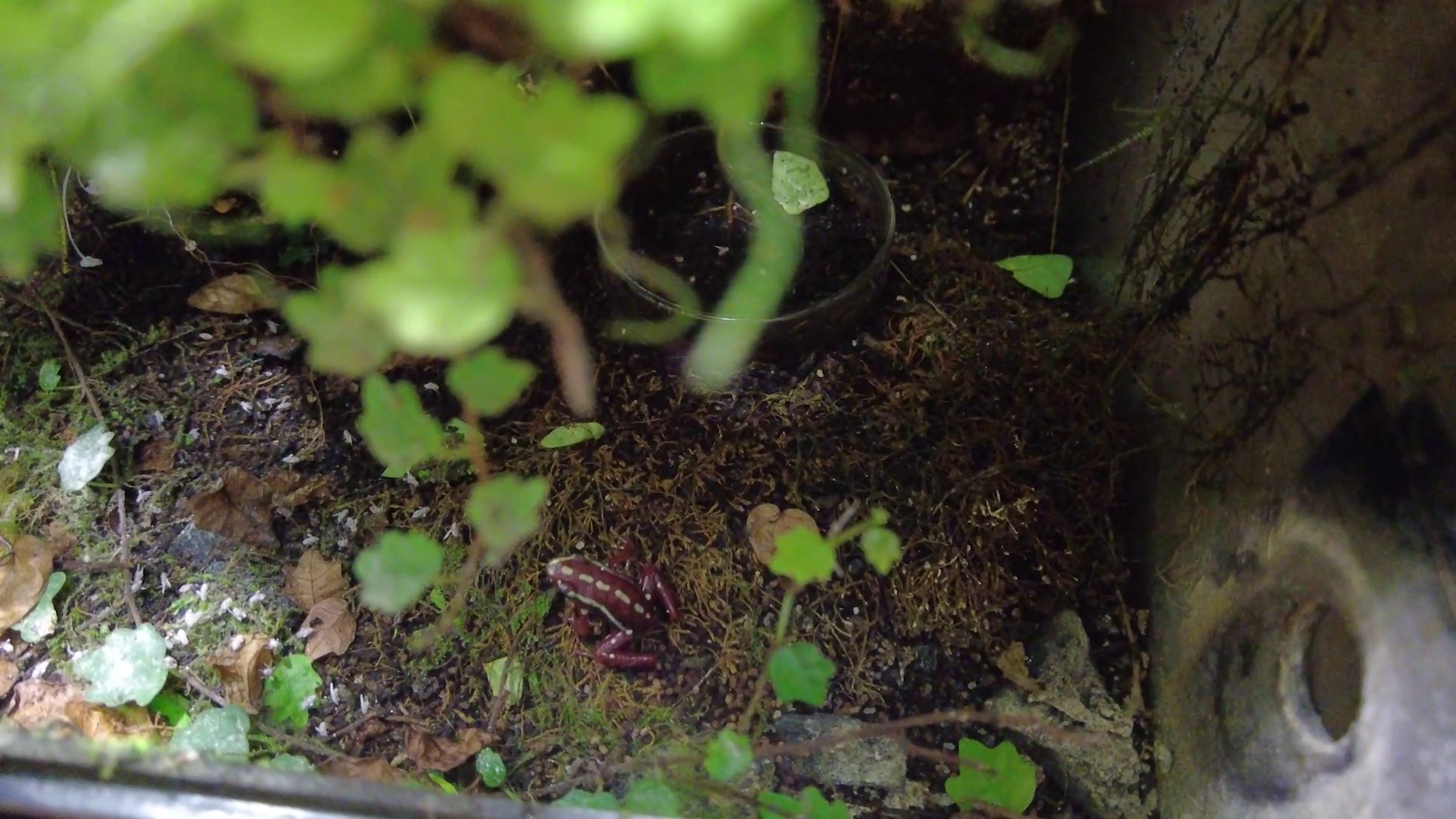 Poison Dart Frogs sau Dendrobates Santa Isabel crescute în terariu.