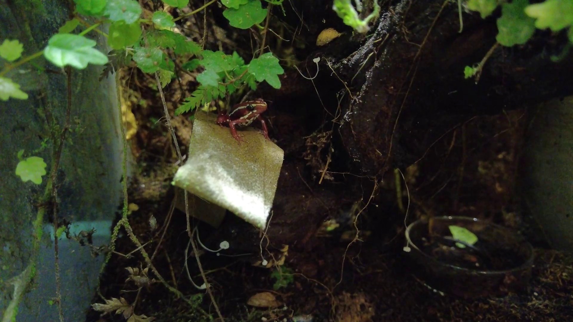 Poison Dart Frogs sau Dendrobates Santa Isabel crescute în terariu.