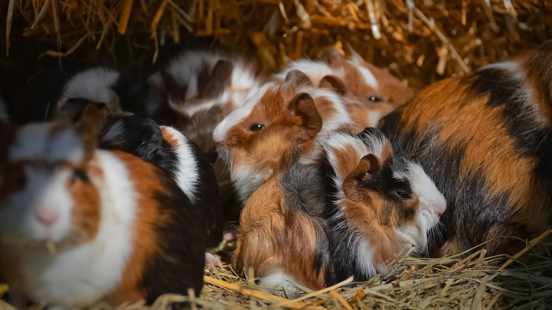 Porcușori de Guineea care stau împreună în culcuș.