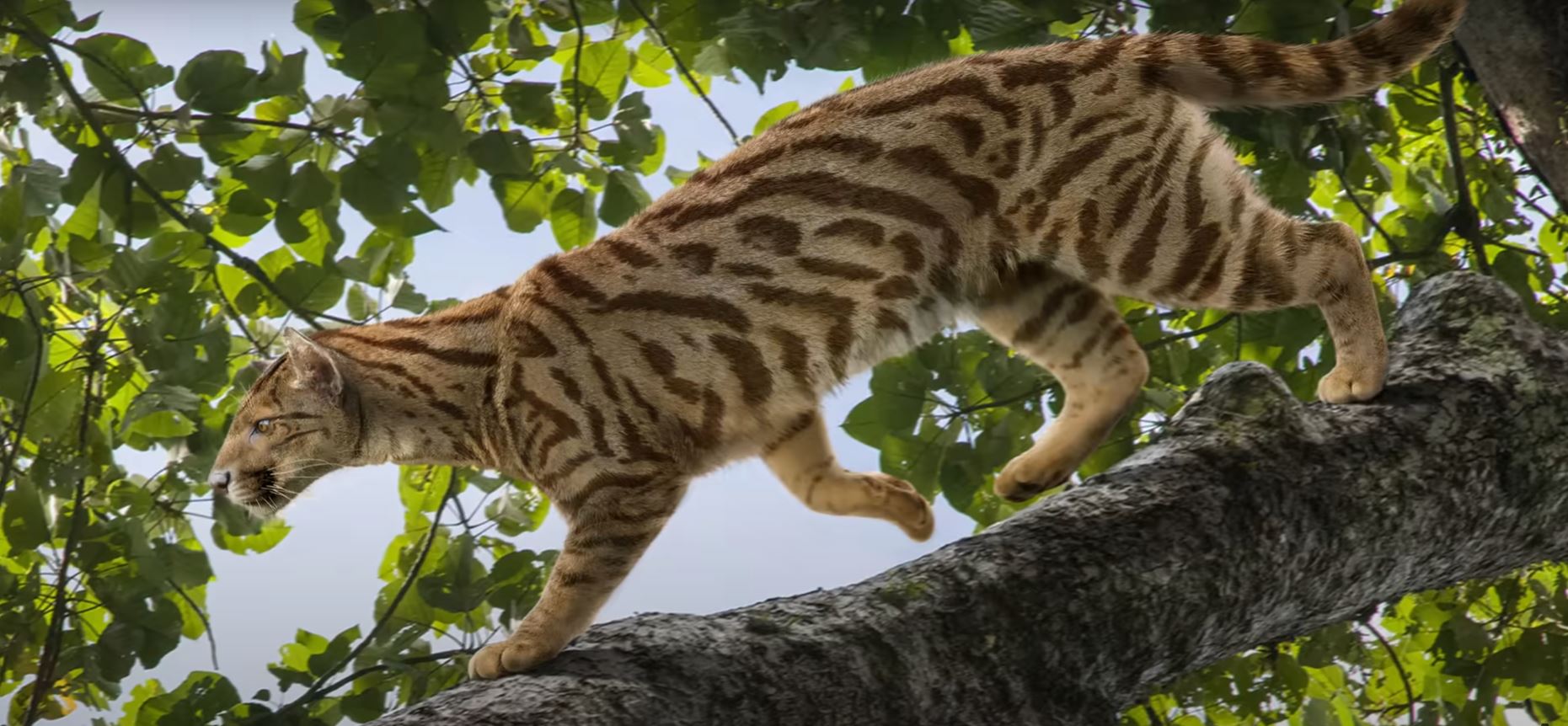 Proailurus, primul mamifer asemănător unei pisici apărut acum 30 de milioane de ani. 