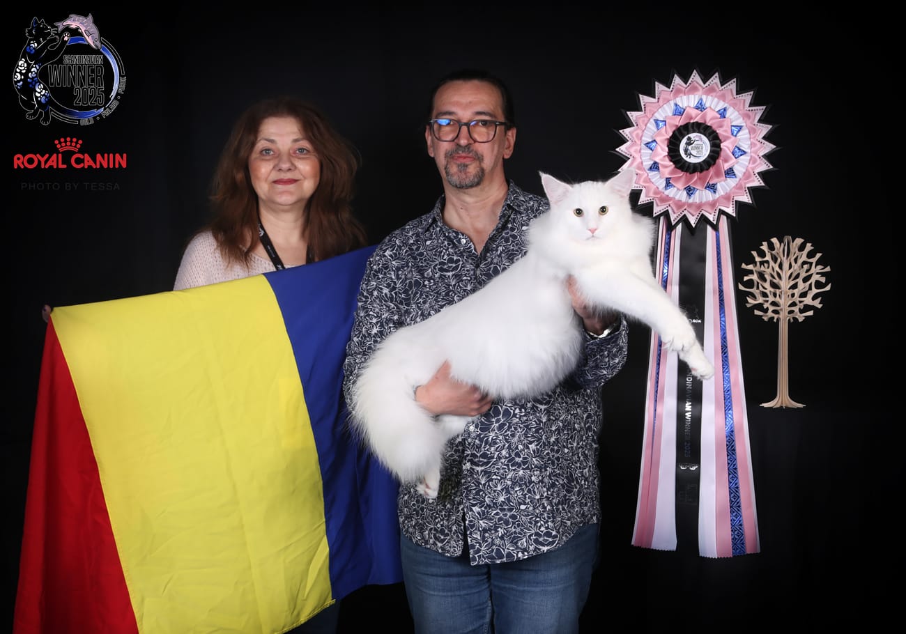 Prosecco, motanul Norvegian de Pădure, născut în România, câștigă Cupa Scandinaviei 2025.