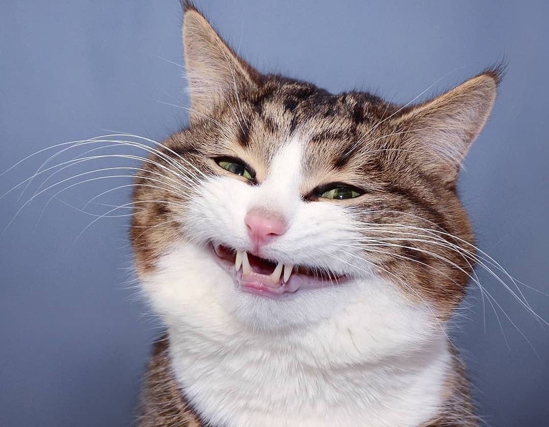 Motanul Rexie fotografiat având o figură foarte expresivă