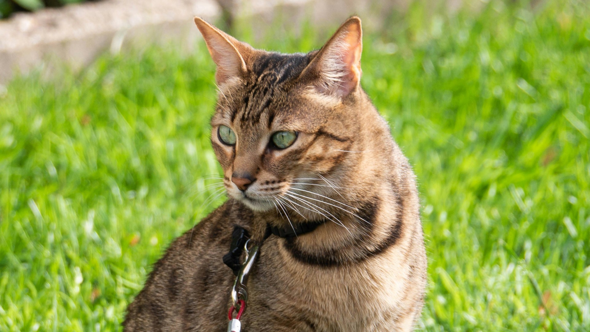 Pisică din rasa Savannah.