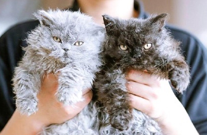 doua pisici carliontate 