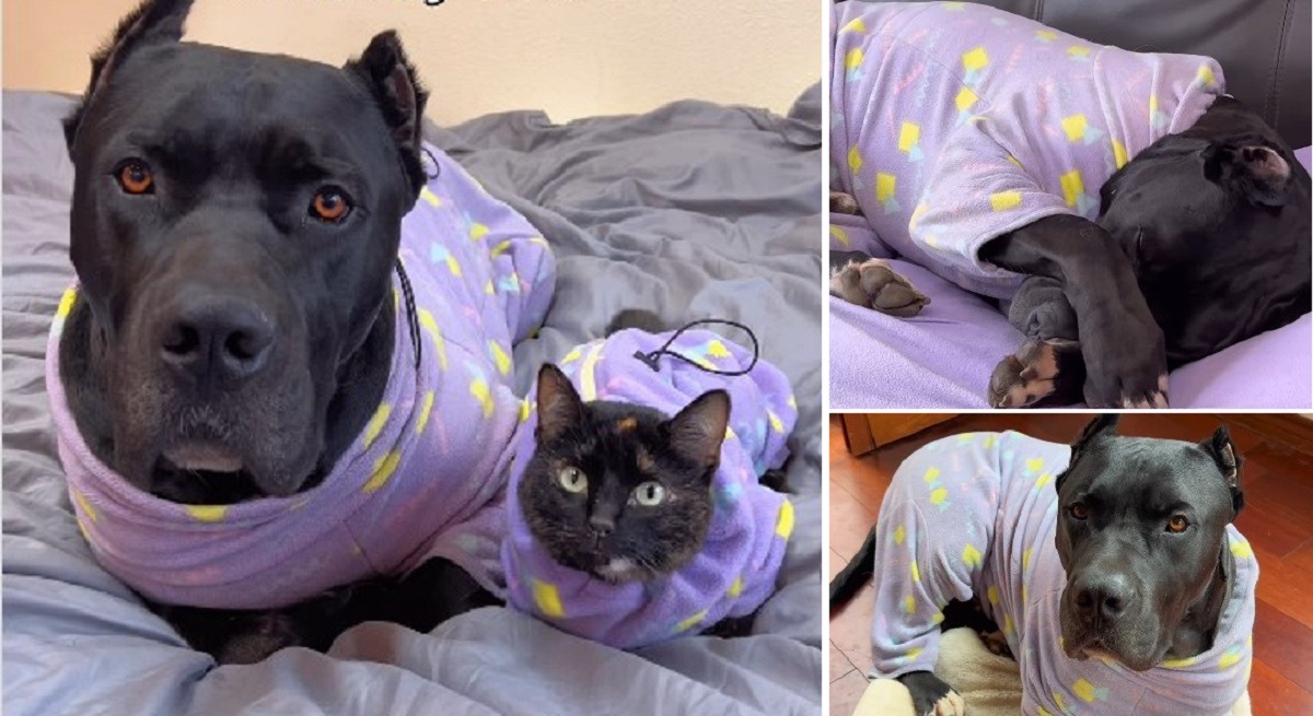 un caine mastiff si o pisica