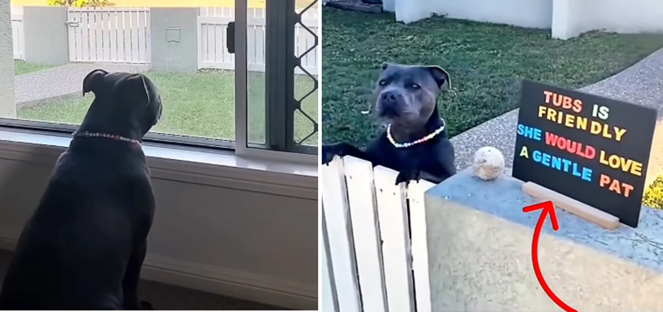 un pitbull vrea sa fie mangaiat