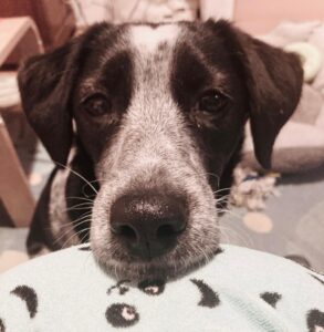 Cățelușa Ruby, alb cu negru