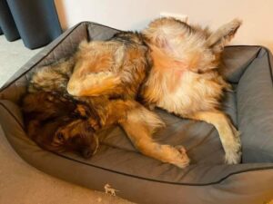 Cățelușa de talie mare Mariposa în pat