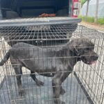 Cane Corso în cușcă.