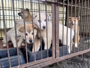 Câini în cușcă