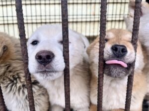 Câini în cușcă