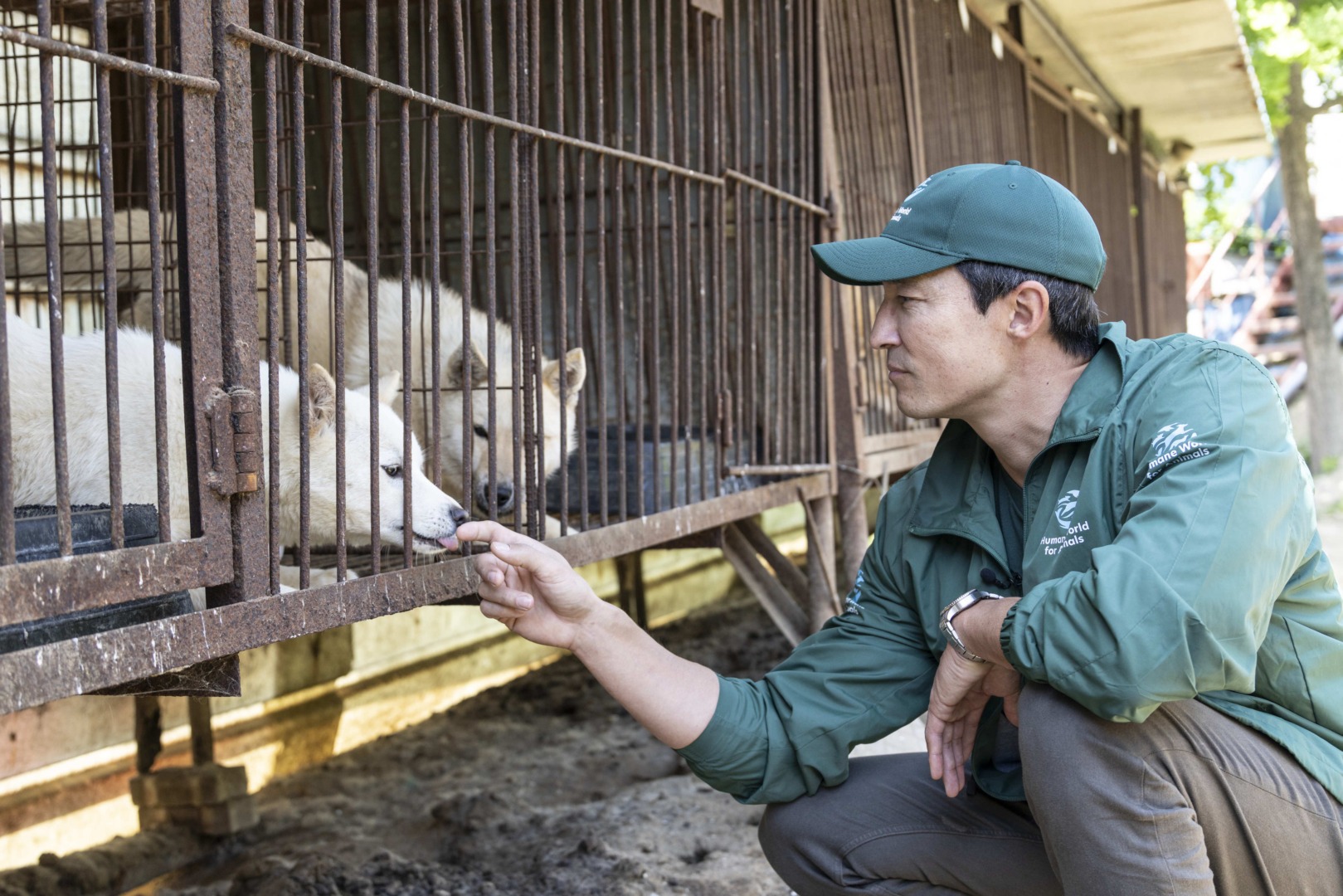 Actorul Daniel Henney interacționează cu câinii închiși la o fermă din Coreea de Sud