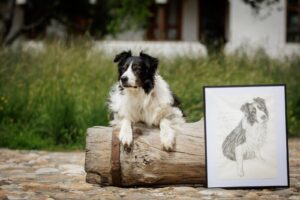 Câine Border Collie