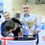 Phoenix Cats Hypka, un motan Norvegian de Pădure, alături de stăpânii lui și de un trofeu.