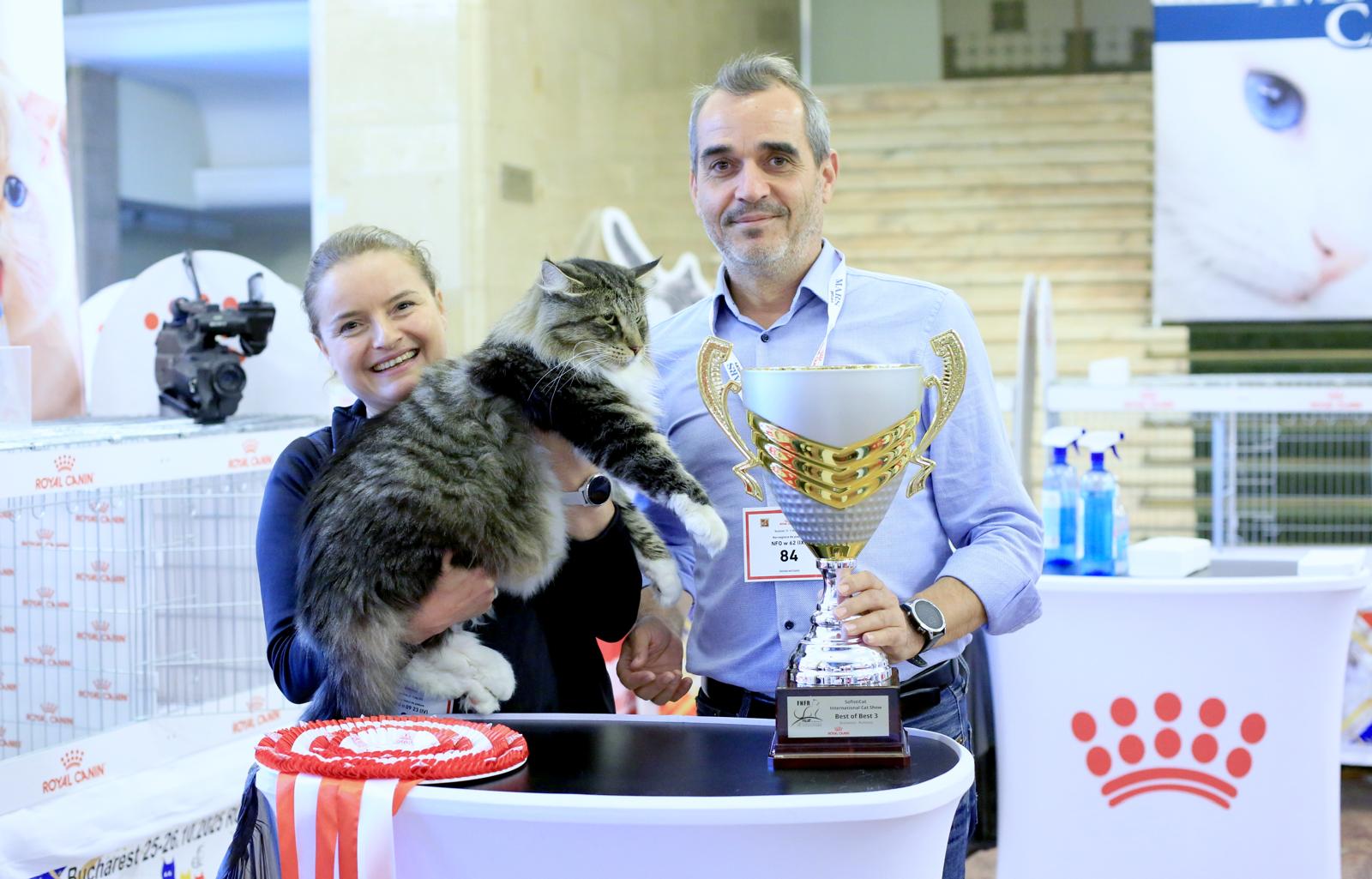 Phoenix Cats Hypka, un motan Norvegian de Pădure, alături de stăpânii lui și de un trofeu.