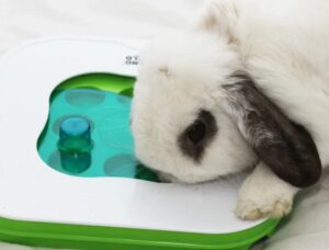 Iepure care se joacă.