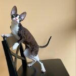 WhatsApp Image 2025-05-07 at 14.14.06 (1)